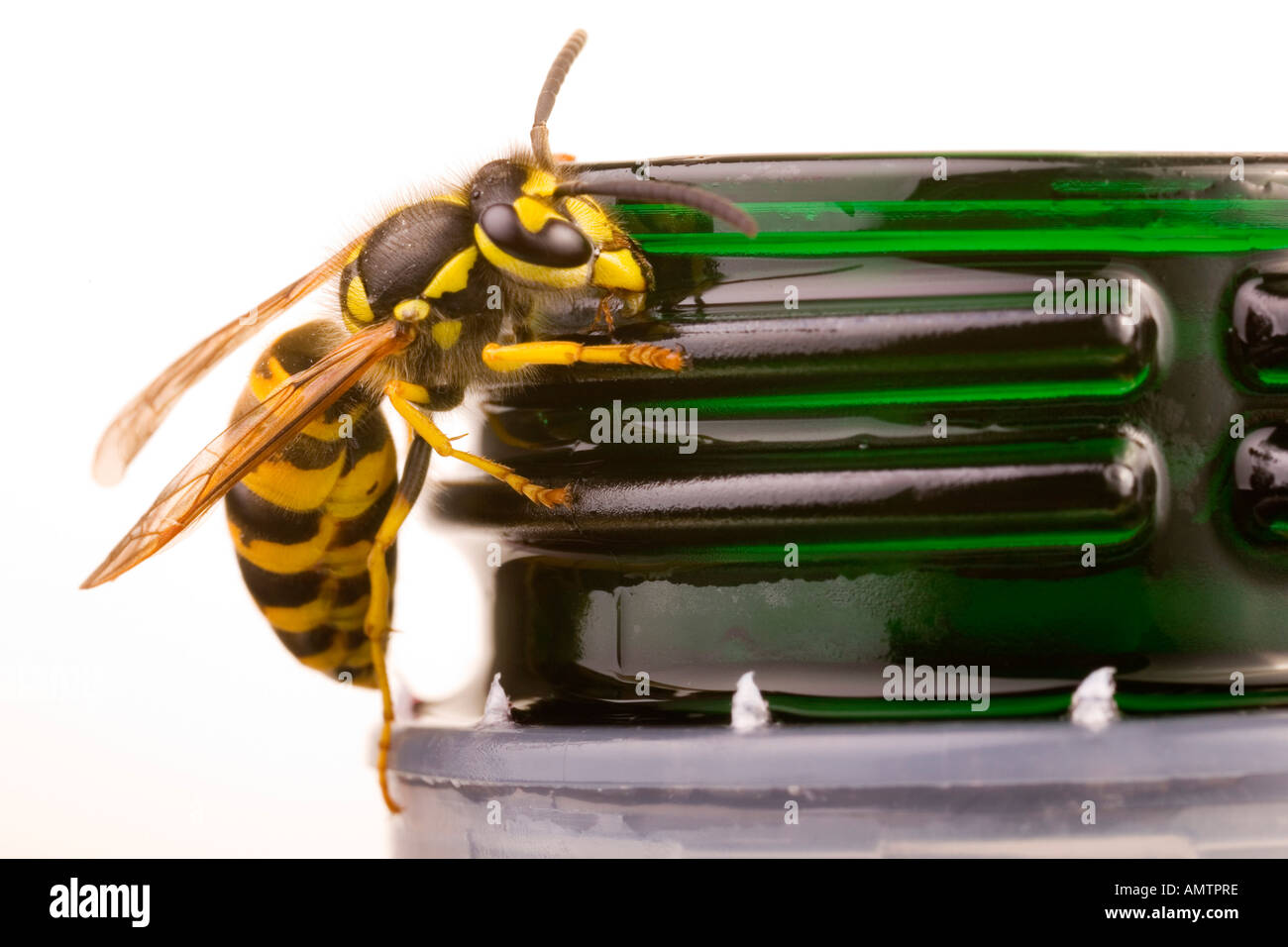 European Wasp (Vespula germanica) on a plastic bottle Stock Photo - Alamy