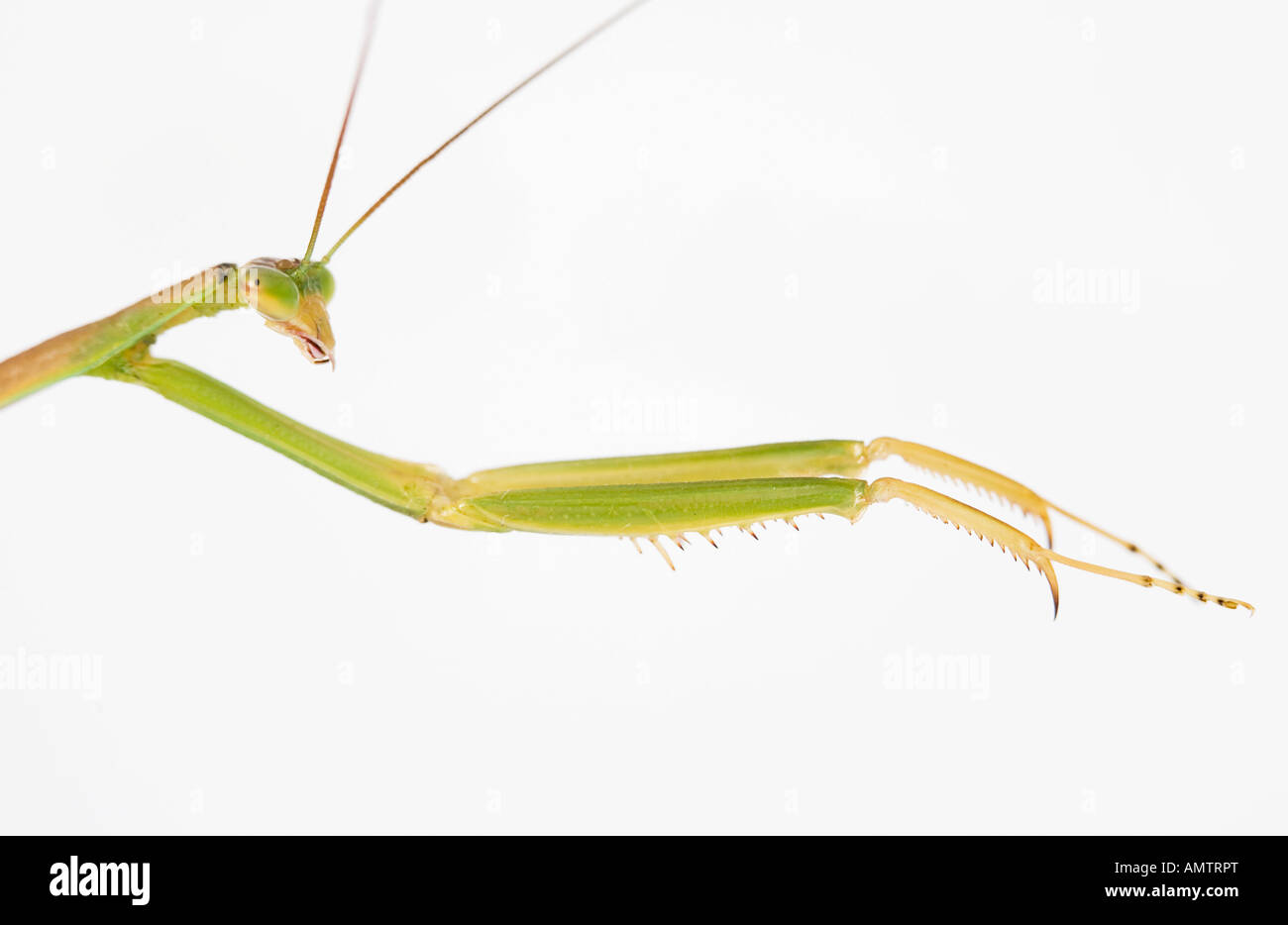 Praying mantis side view head and claws Stock Photo - Alamy