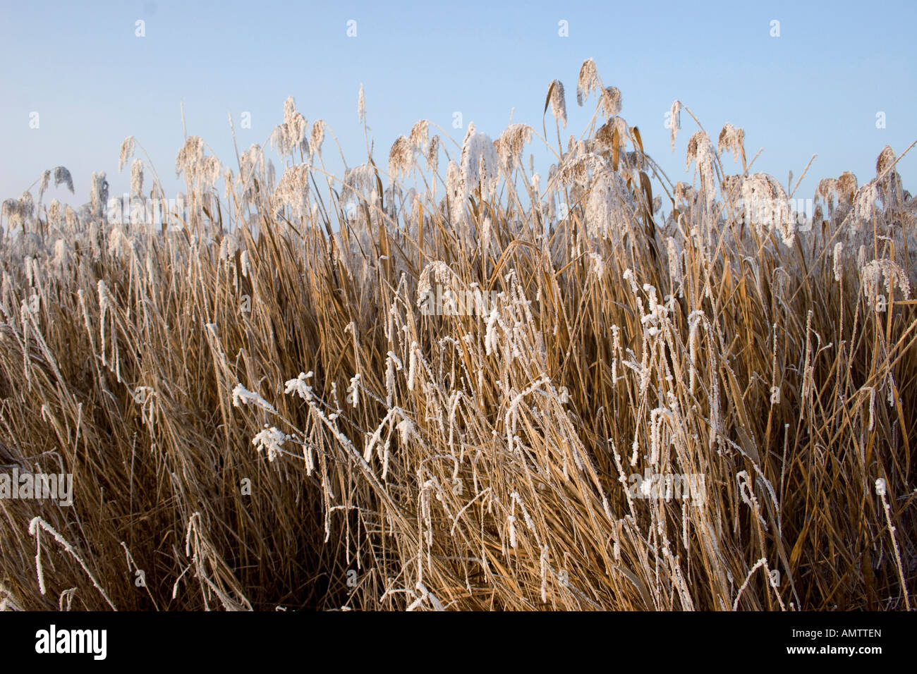 Frozen Reeds Frozen reeds at the Feder Lake, Bad Buchau, Germany Stock Photo - Alamy