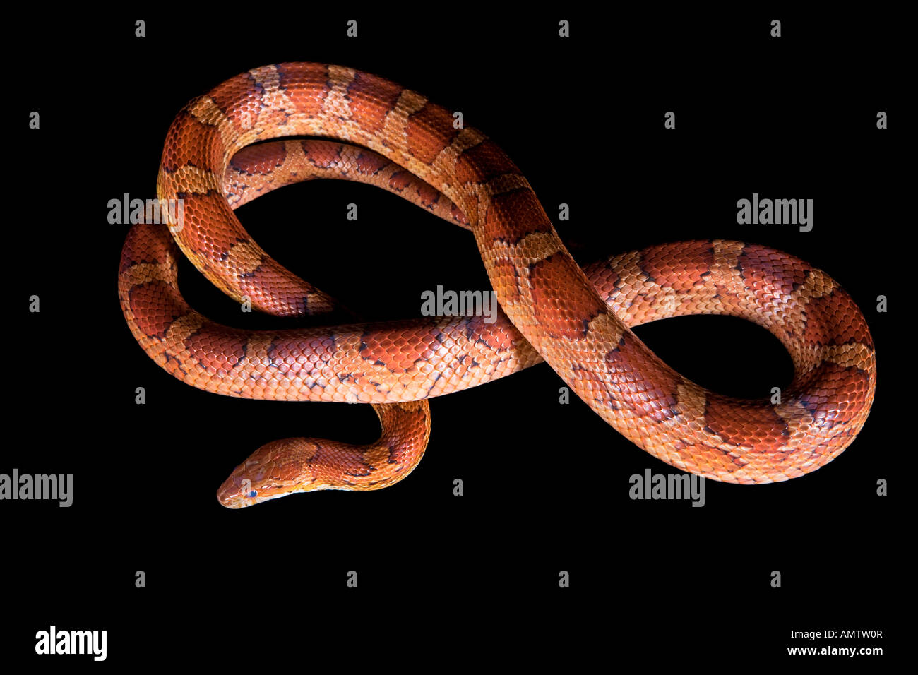 Orange corn snake isolated on black background Stock Photo - Alamy