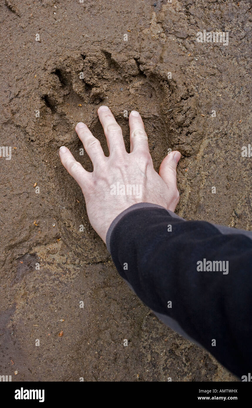 Bear paw print with human hand showing the difference in size Stock Photo -  Alamy