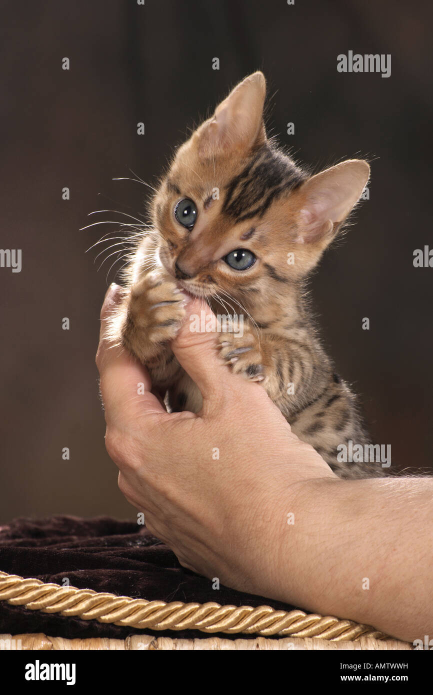 Bengal cat kitten biting in finger Stock Photo Alamy