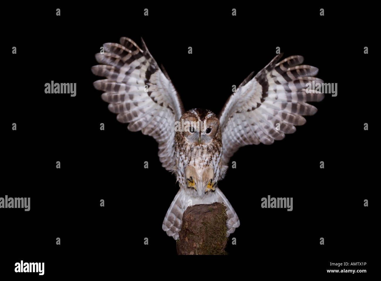 Tawny owl in flight, wings outstretched ,coming in to land on a post at night Stock Photo