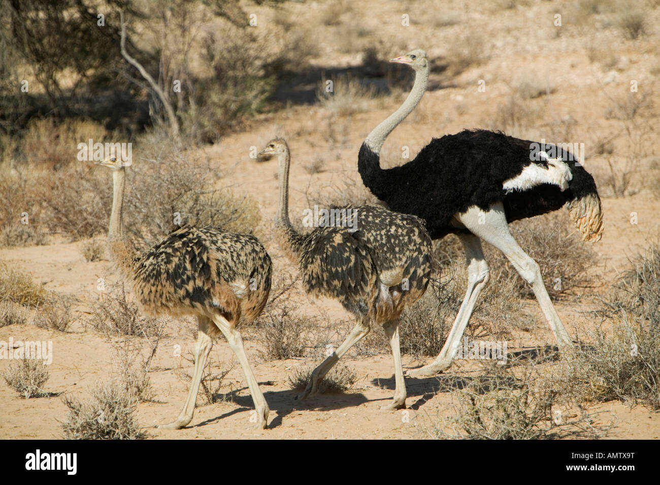 adult, Africa, Afrika, animals, birds, horizontal, falimy, Laufvoegel, maennlich, male, Namibia, Querformat, Tiere, Voegel Stock Photo