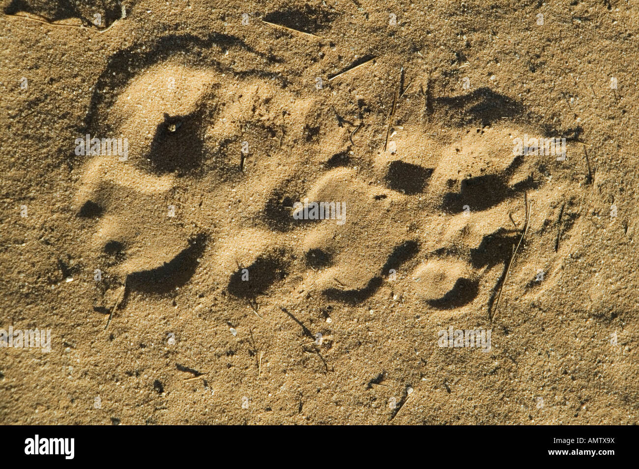 lion footprint in africa Stock Photo - Alamy