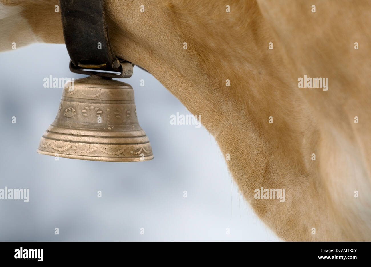 Close up of swiss cow bell, Wengen Switzerland Stock Photo Alamy