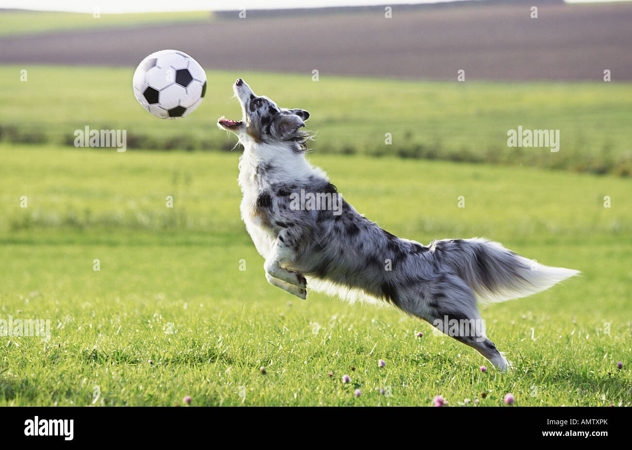 jumping ball for dogs