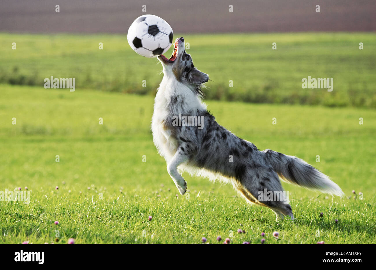 Dog playing top with ball