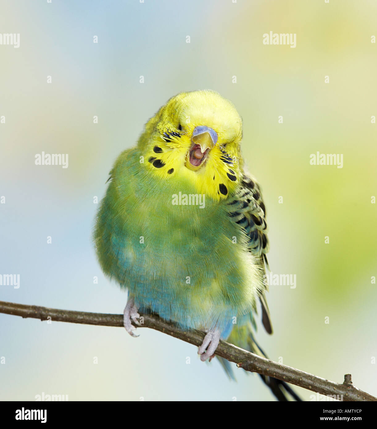 Budgie parakeet yawn hires stock photography and images Alamy