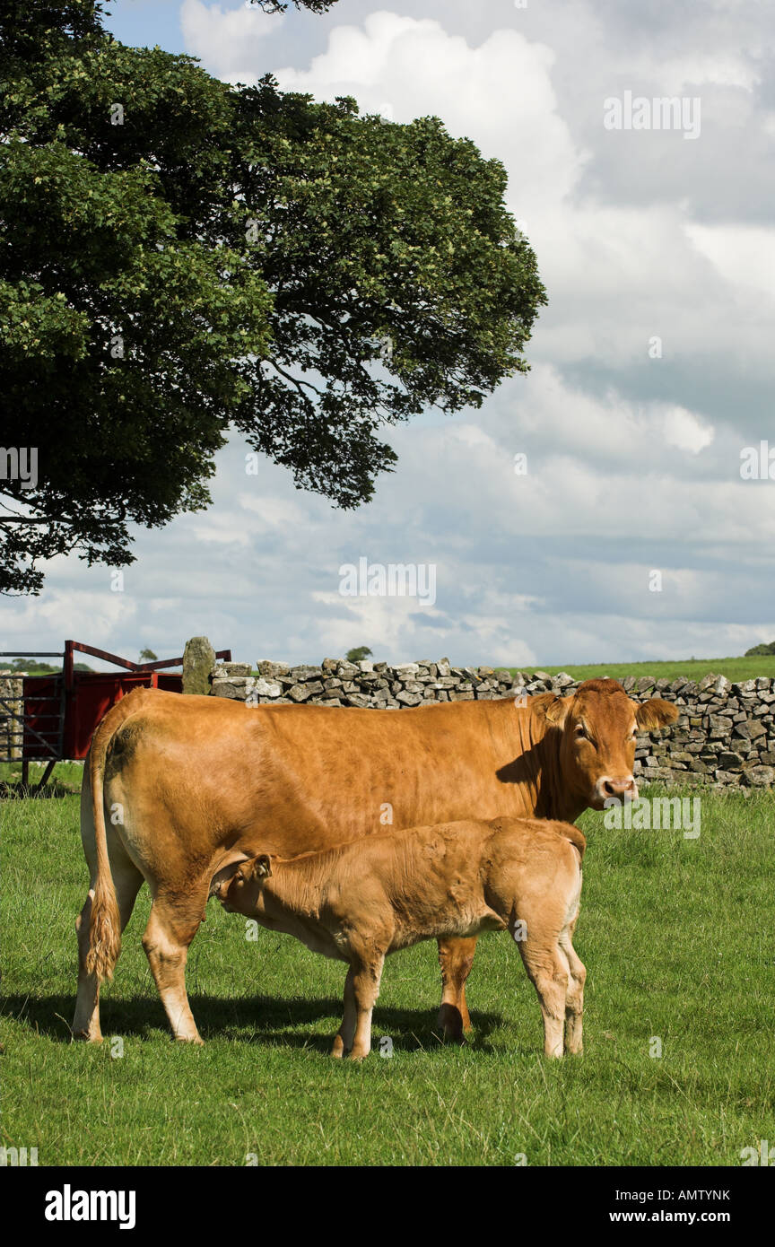 Limousin cow and calf with calf suckling Lancashire Stock Photo - Alamy