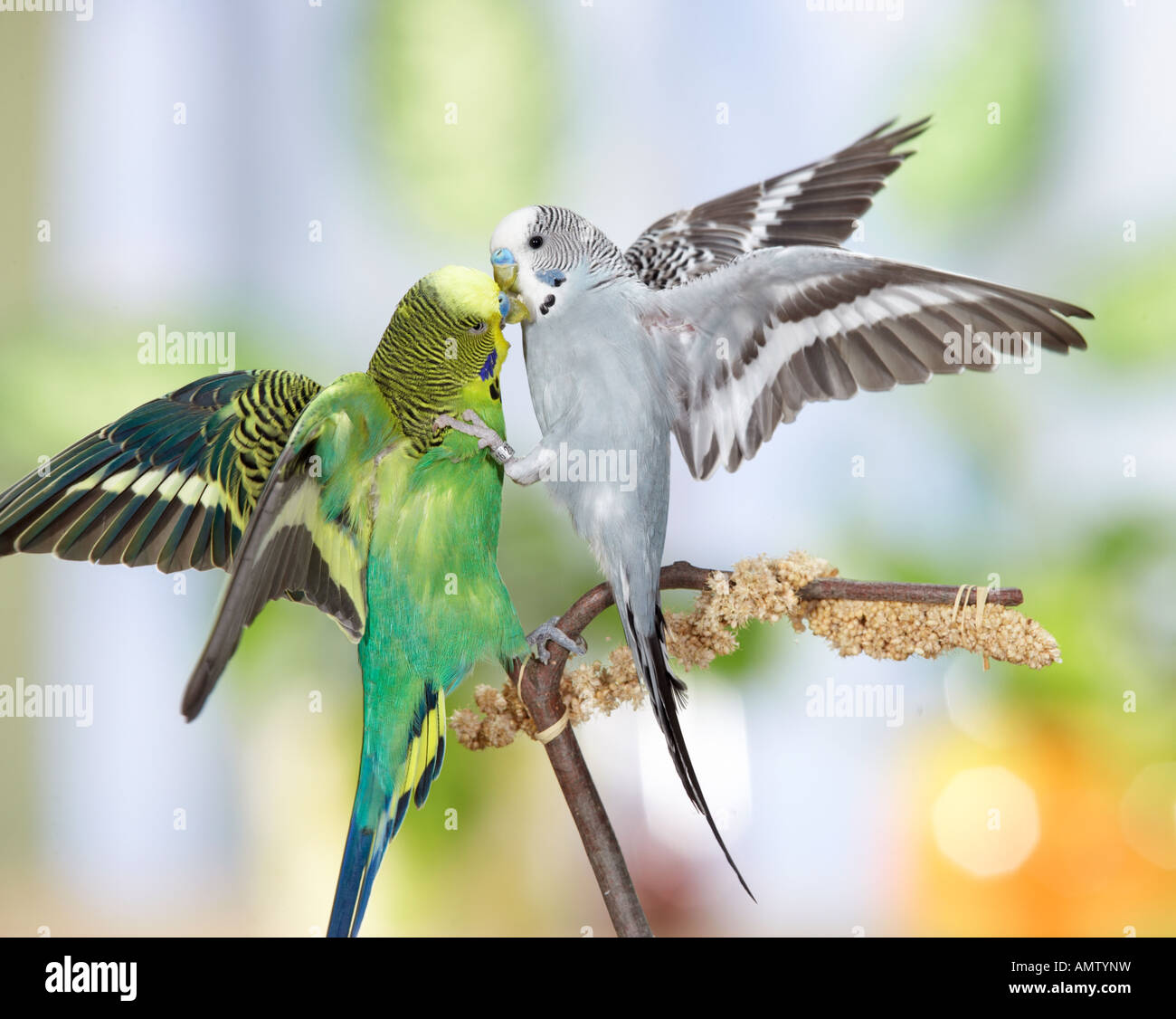 Budgerigar, Budgie (Melopsittacus undulatus). Two males fighting Stock