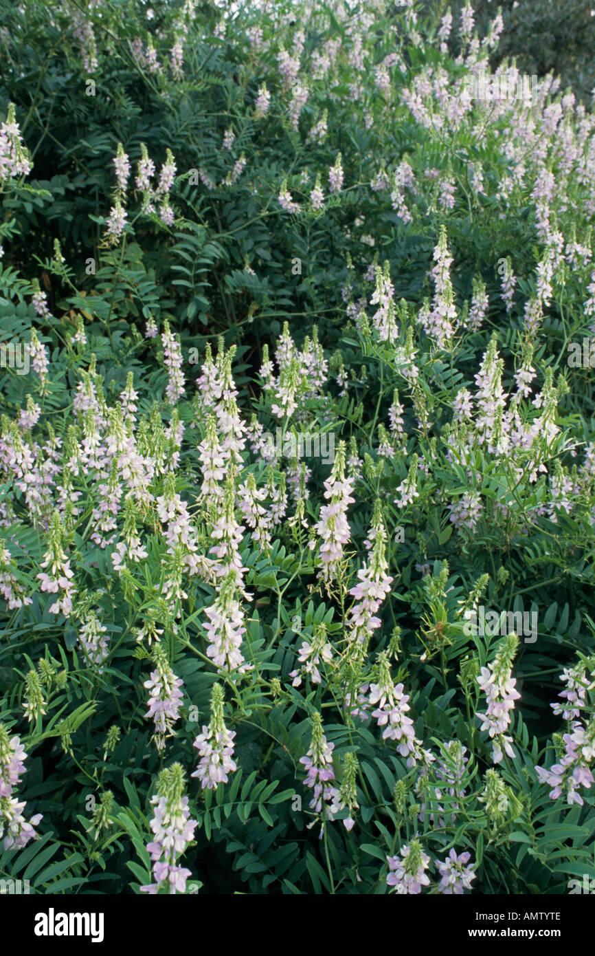 Goat's rue (Galega officinalis Stock Photo Alamy