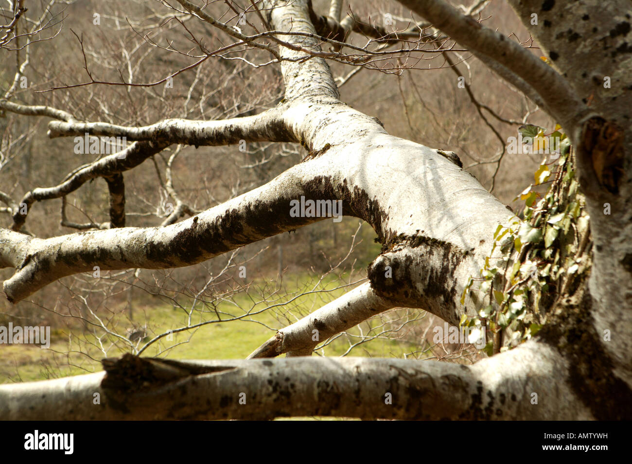 Bosque bosque campo hi-res stock photography and images - Alamy