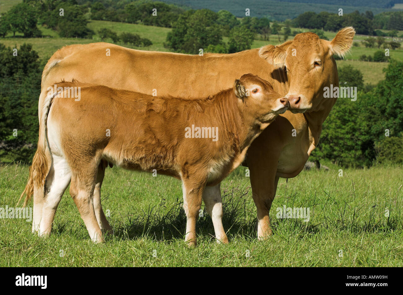 Limousin beef cow cattle hi-res stock photography and images - Alamy