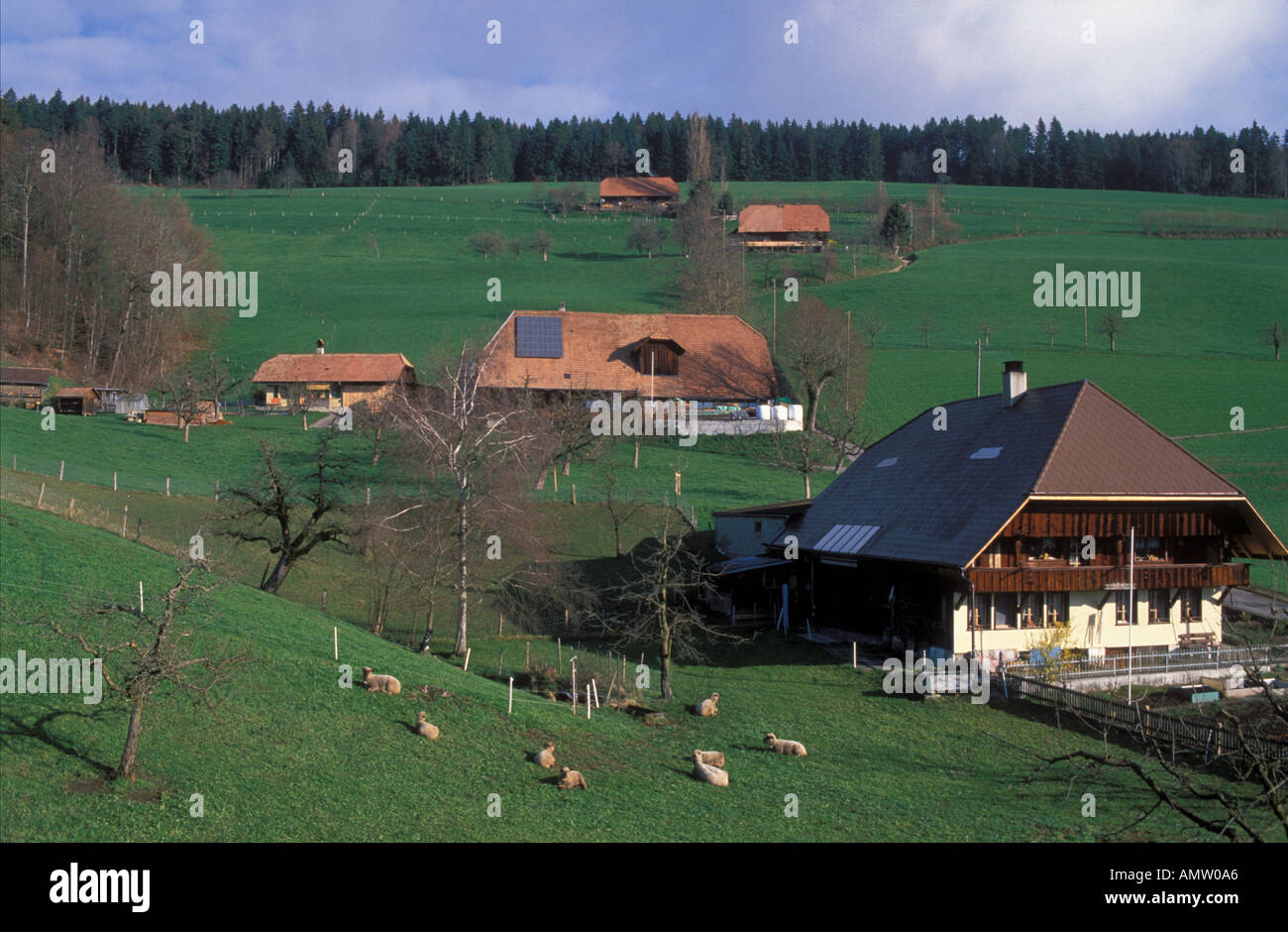 Dairy farms with sheep flock in very late fall above Konolfingen Canton Bern Switzerland Stock Photo