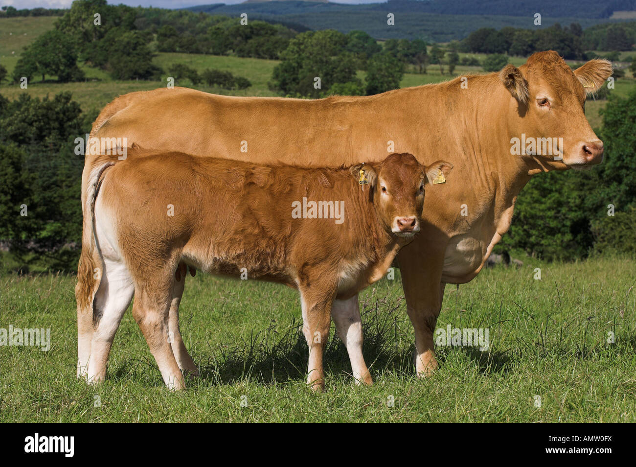 Limousin cow and calf Lancashire Stock Photo - Alamy