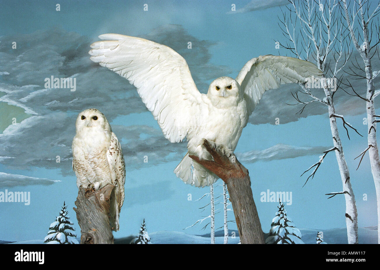 snowy-owl-eating-hi-res-stock-photography-and-images-alamy