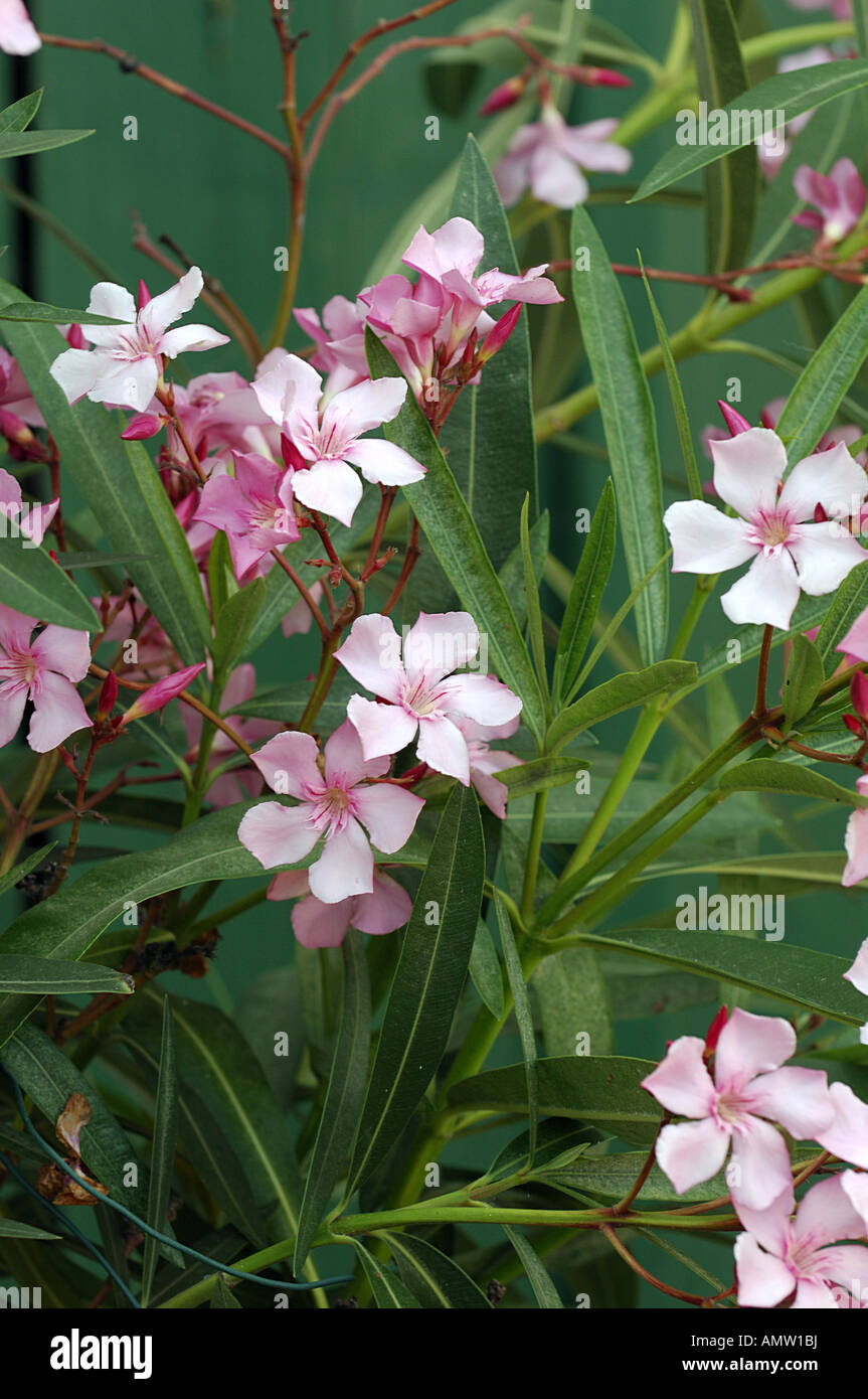 oleander (poisonous) / Nerium oleander Stock Photo Alamy