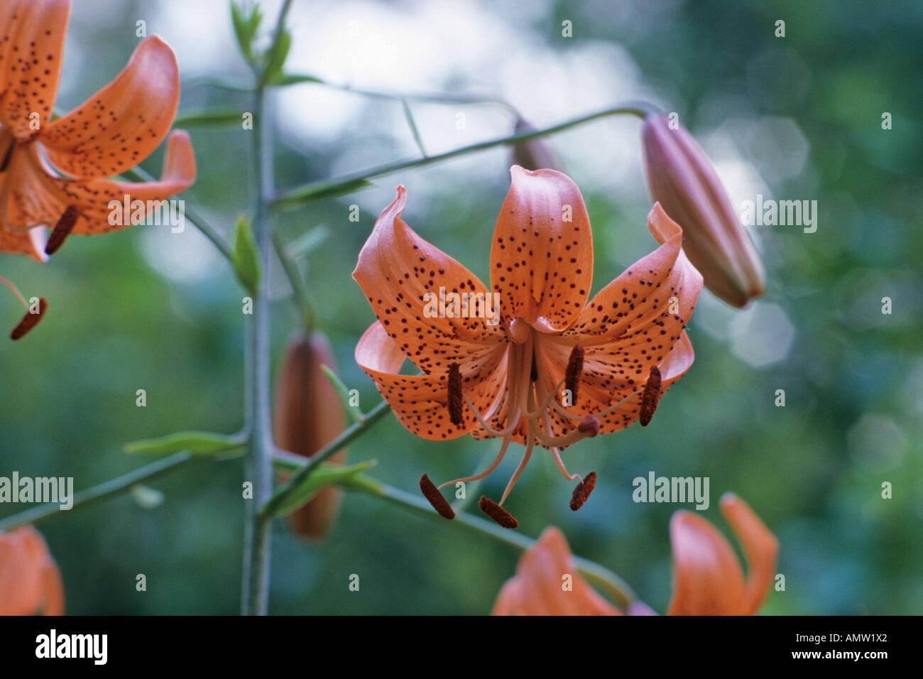David's lily (Lilium davidii) Stock Photo