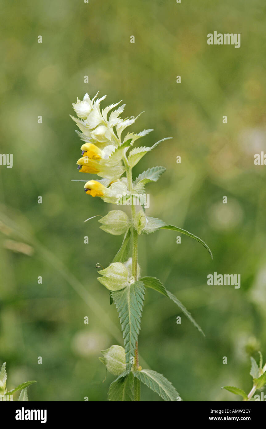 Poisonous to horses hires stock photography and images Alamy