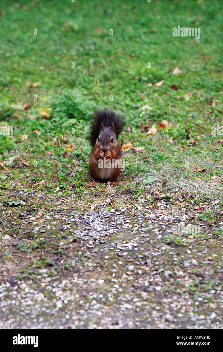 European squirrel (Sciurus vulgaris) during the food, zoological garden Schoenbrunn, Vienna