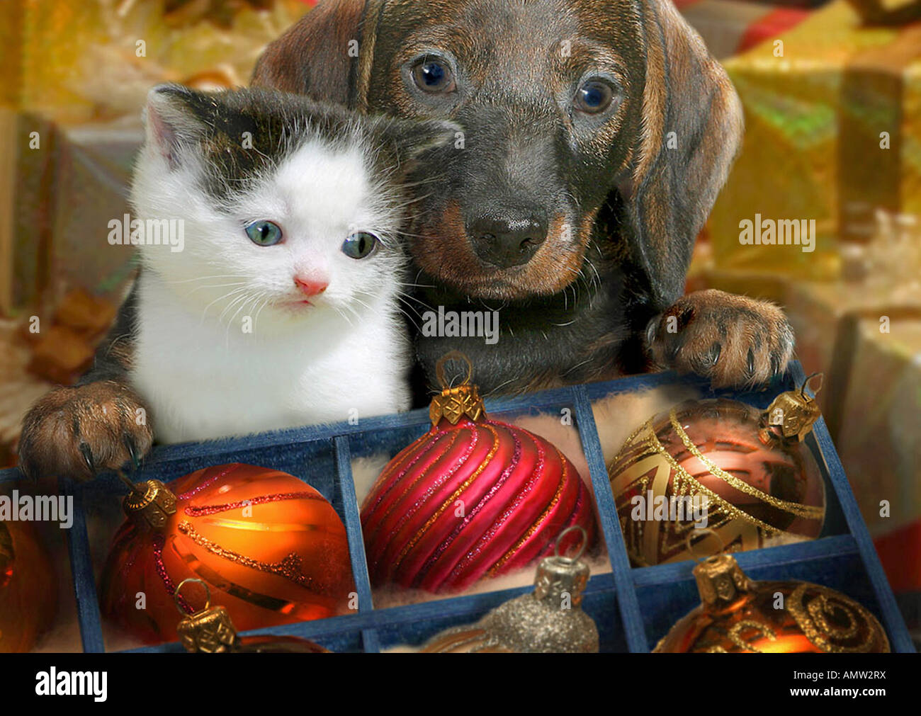 Happy Cat And Dog In Santa Claus Costume With Bokeh Light And Snowflakes  Background. Animal And Christmas Day Concept. Generative AI Stock Photo,  Picture and Royalty Free Image. Image 201791709., image size:1300x1011