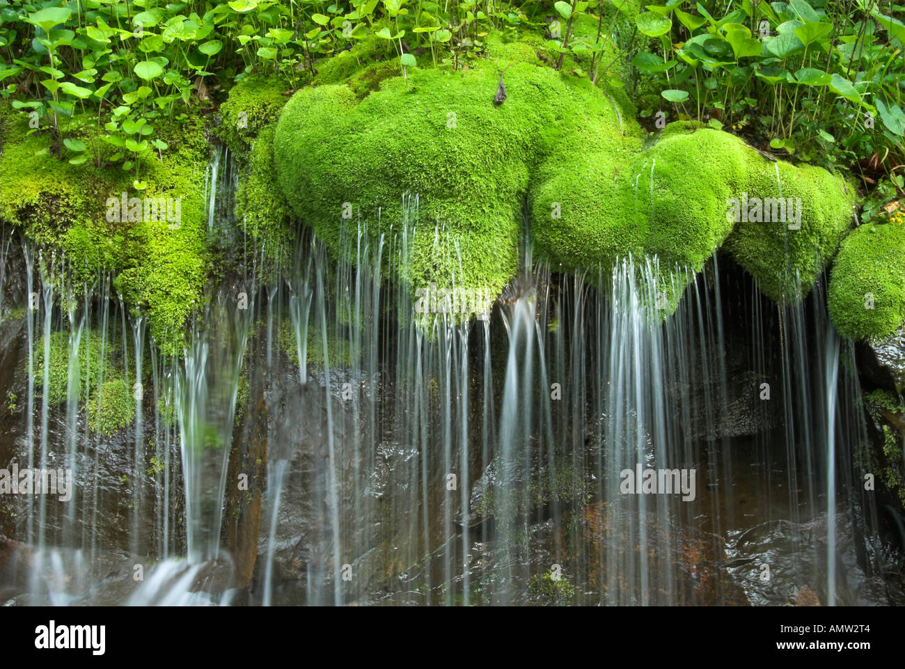 Image result for shenandoah national park waterfalls moss