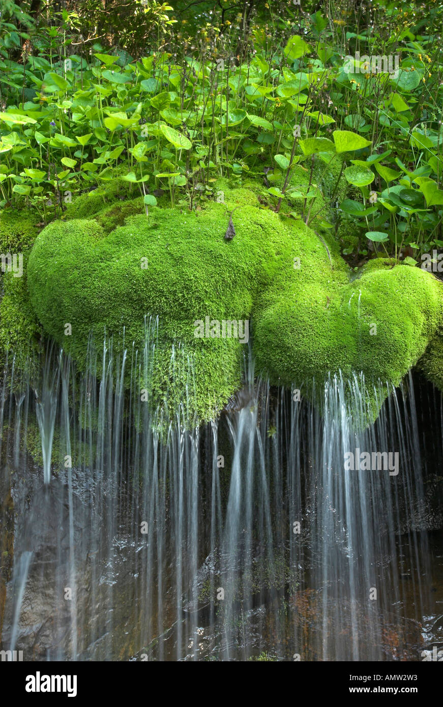 Waterfall moss shenandoah national park hires stock photography and