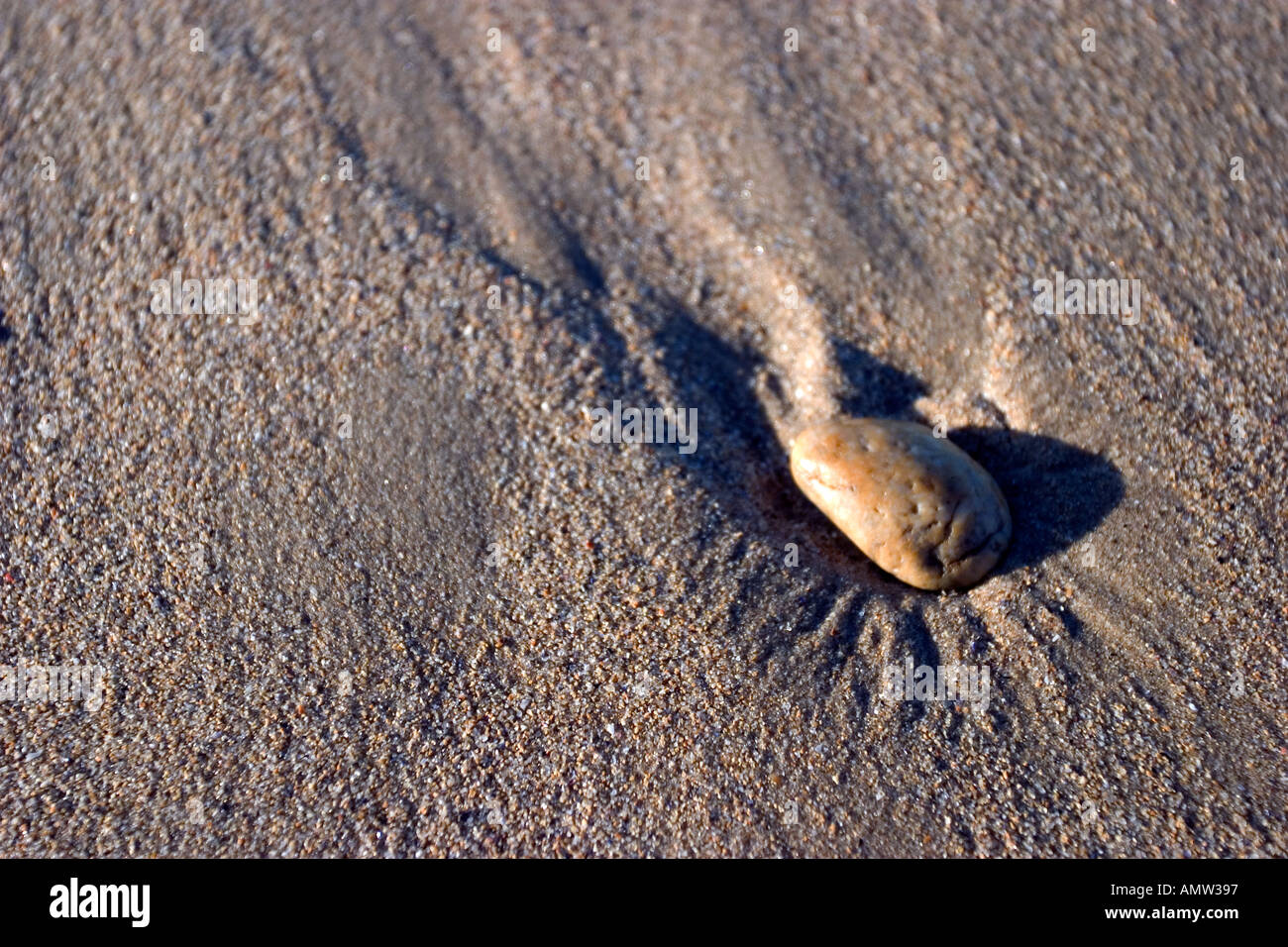 shell on beach Stock Photo - Alamy