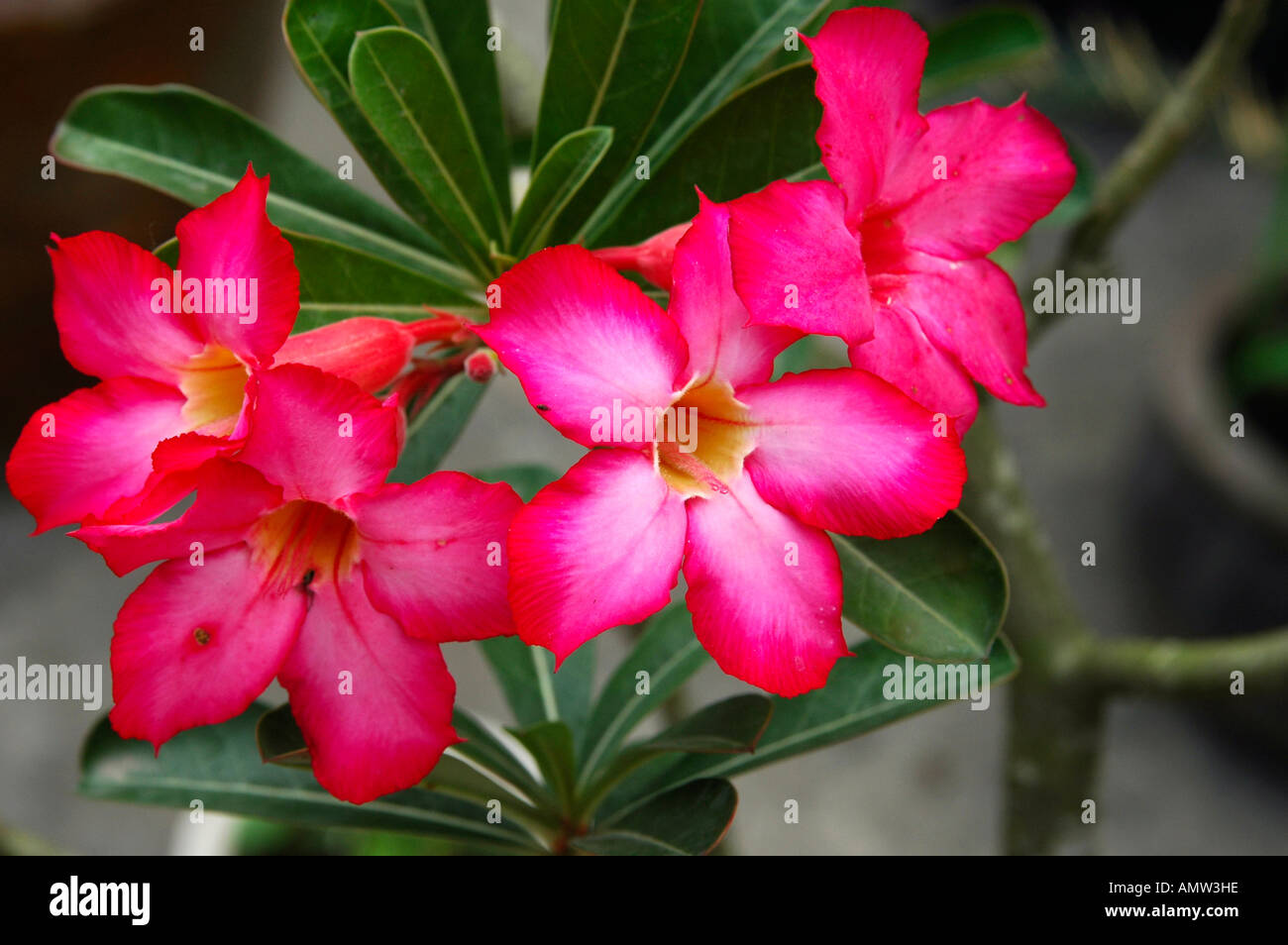 Pink tropical flower adenium hi-res stock photography and images - Alamy