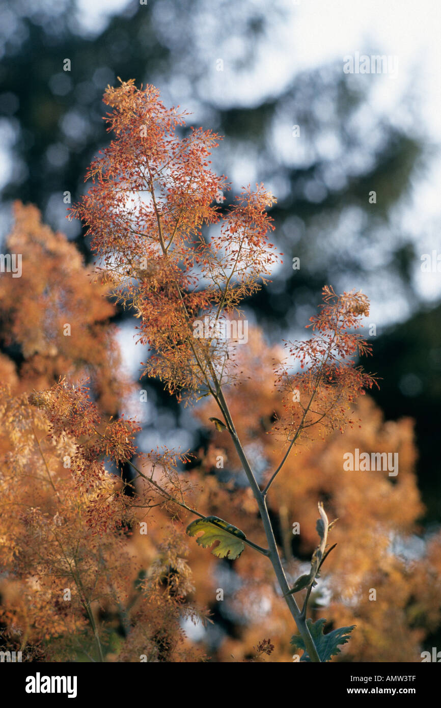 Plume poppy (Macleaya microcarpa) Stock Photo