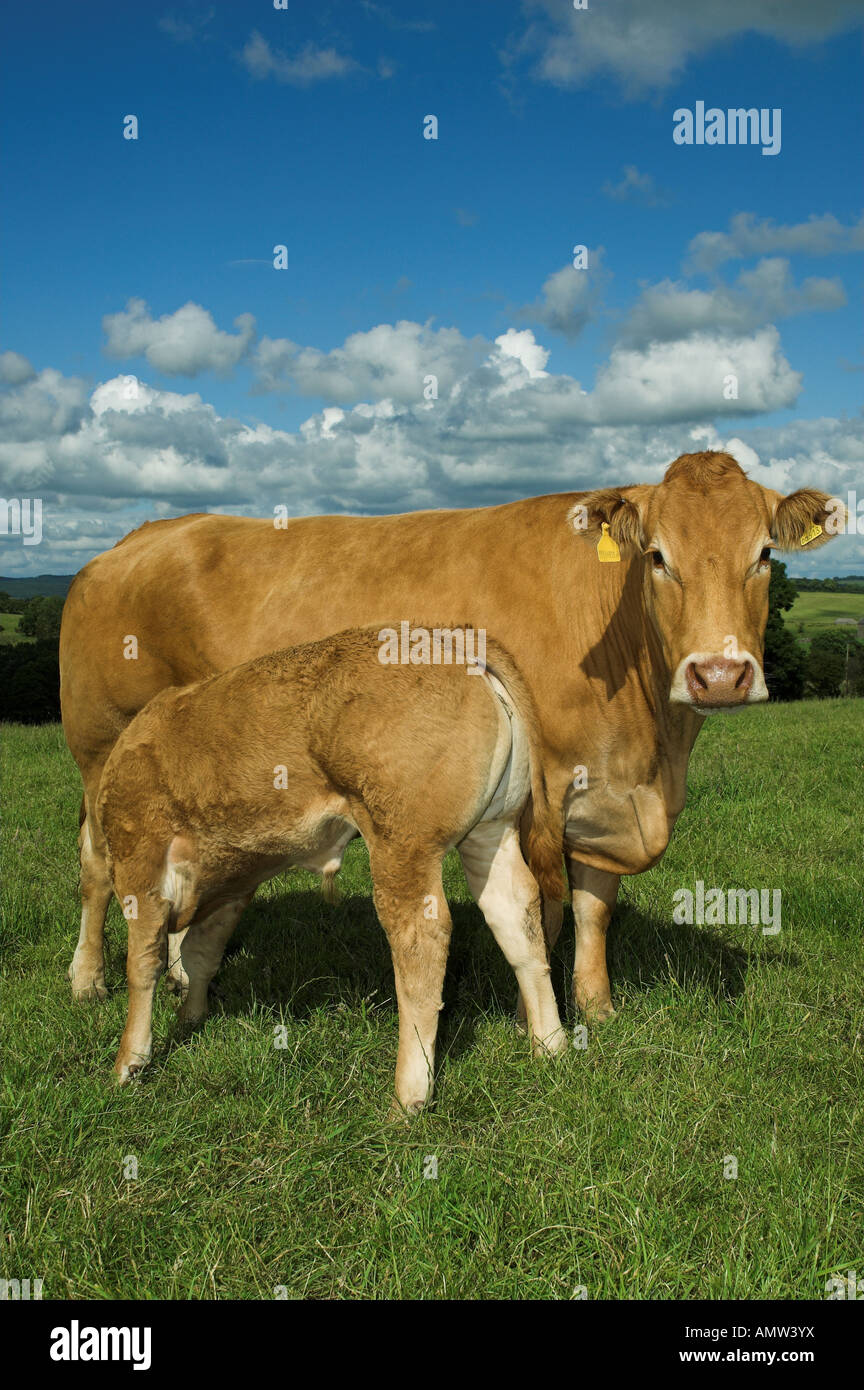 Limousin cow and calf with calf suckling Lancashire Stock Photo - Alamy