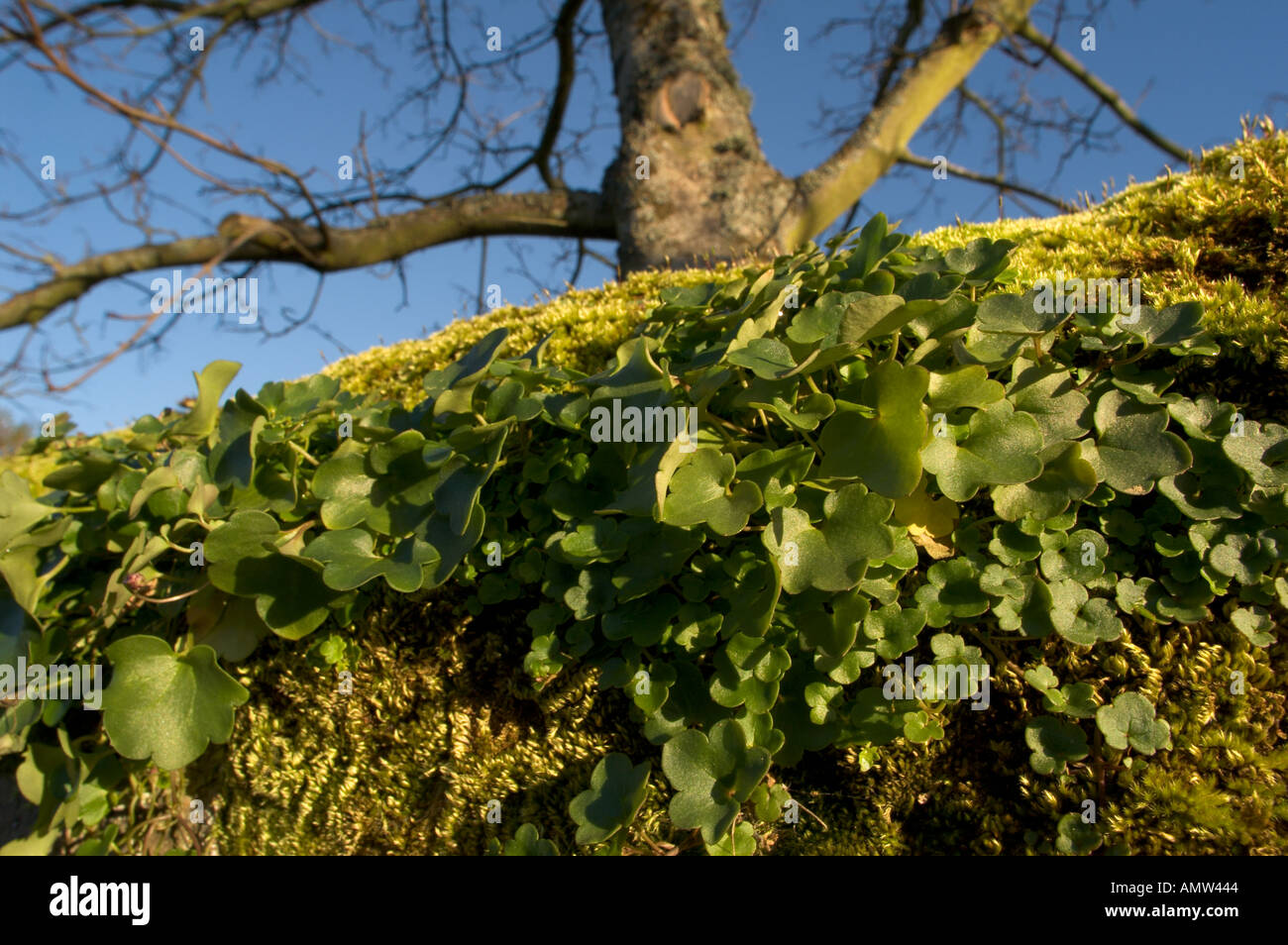 Mosses and worts on old wall in Kelso Scotland Stock Photo