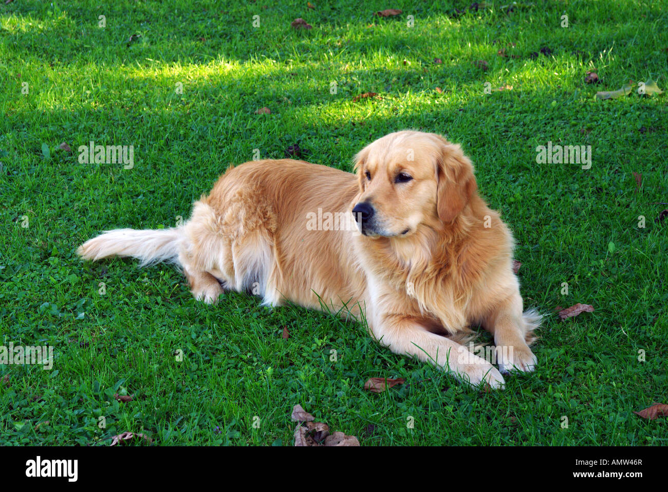 Golden retriever lying on the grass Stock Photo - Alamy