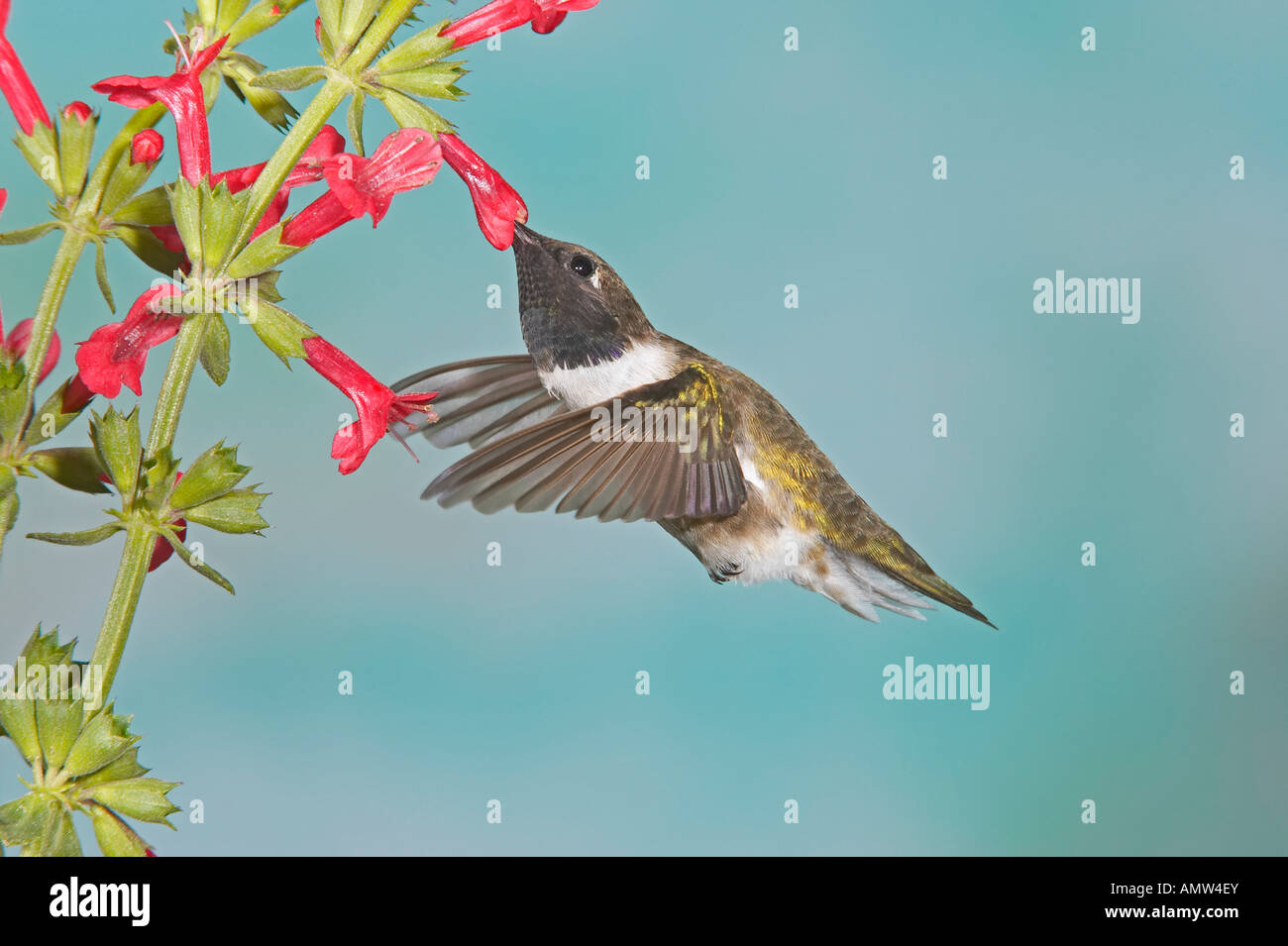 Black Chinned Hummingbird Archilochus alexandri Texas USA Stock Photo