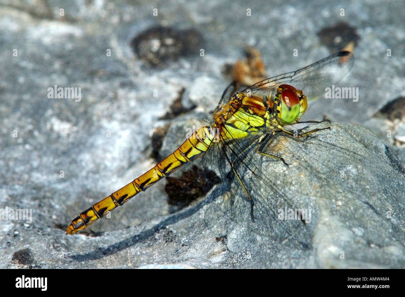 Marshland Darter, Sympetrum depressiusculum Stock Photo