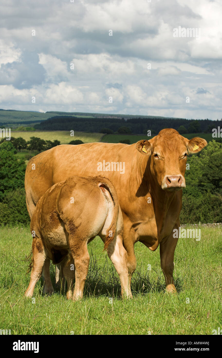 Limousin cow and calf with calf suckling Lancashire Stock Photo - Alamy