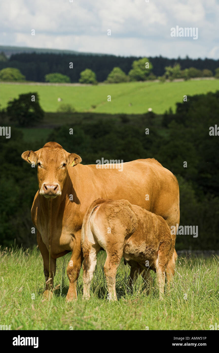 Limousin cow and calf with calf suckling Lancashire Stock Photo - Alamy