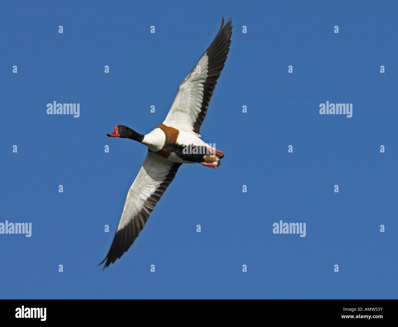 Shell Duck Flying Flying shelduck hi-res stock photography and images - Alamy