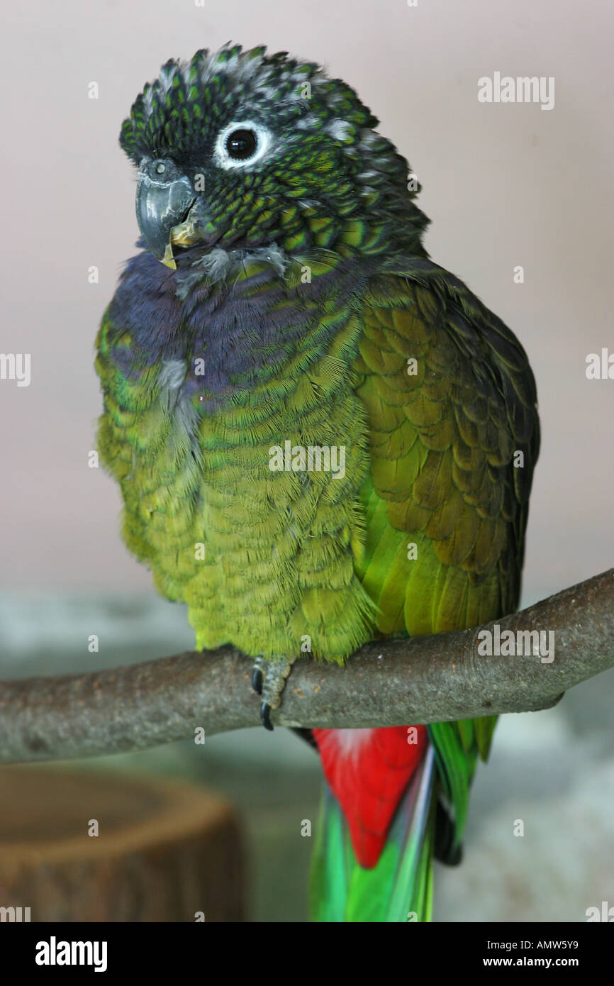Bluefronted Amazon Amazona aestiva, parrot Stock Photo Alamy