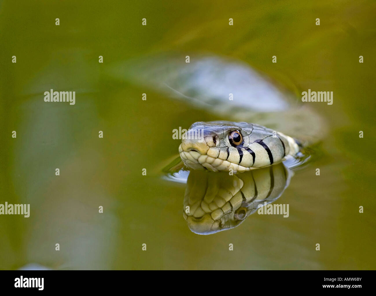 Grass Snake (Natrix natrix) swimming Stock Photo