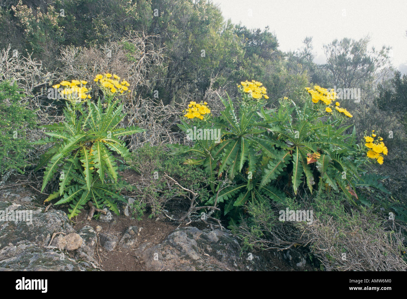 Sow thistle (Sonchus), Garajonay National Park, La Gomera, Spain Stock Photo
