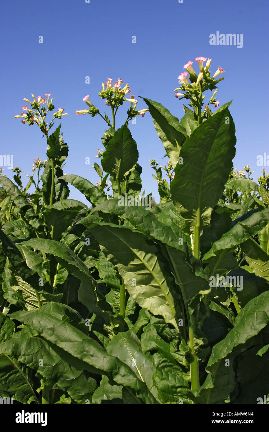 Field with blooming tobacco plants Nicotiana tabacum Stock Photo Alamy
