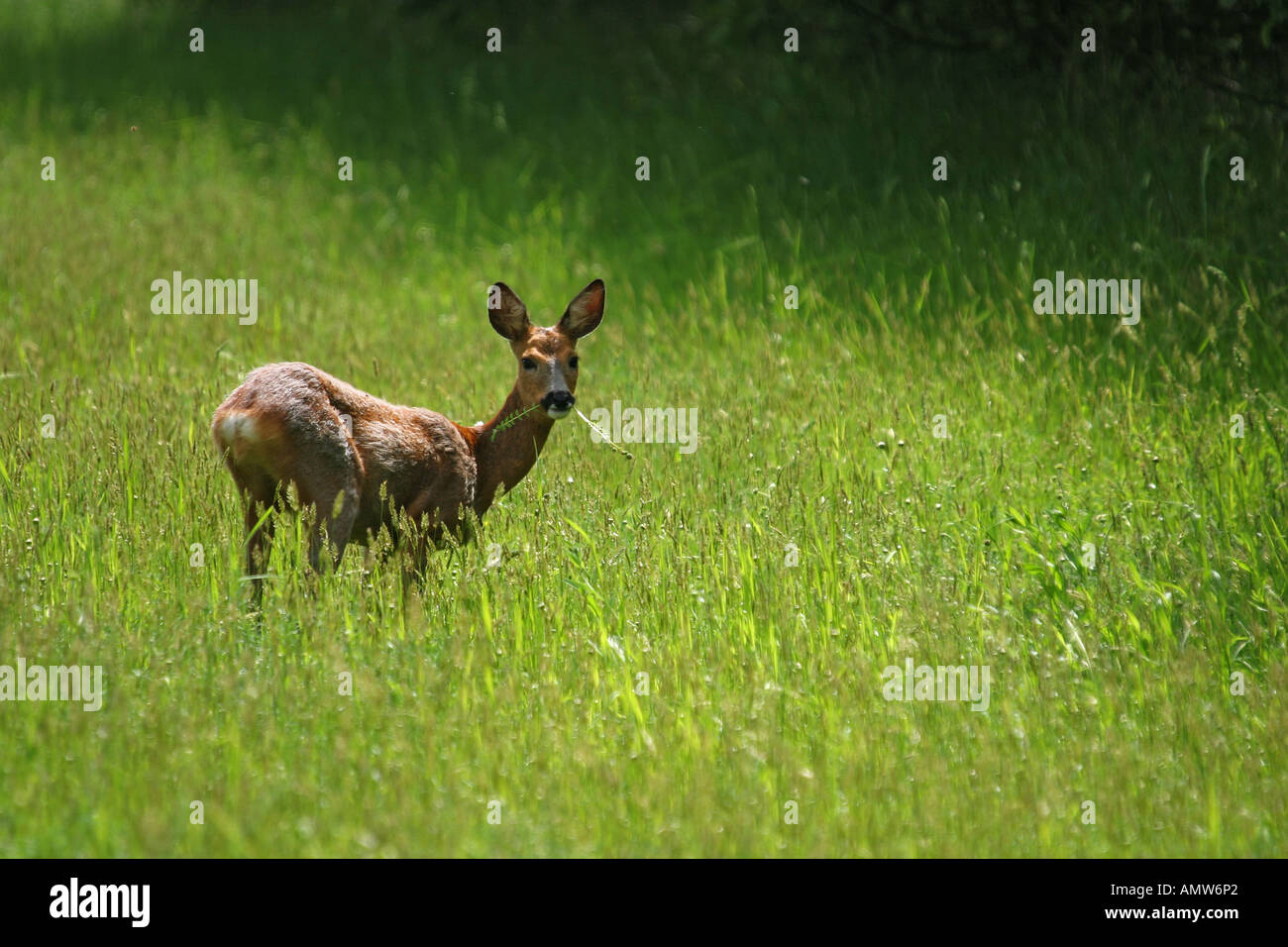 Grassing roe Capreolus capreolus in an meadow Stock Photo