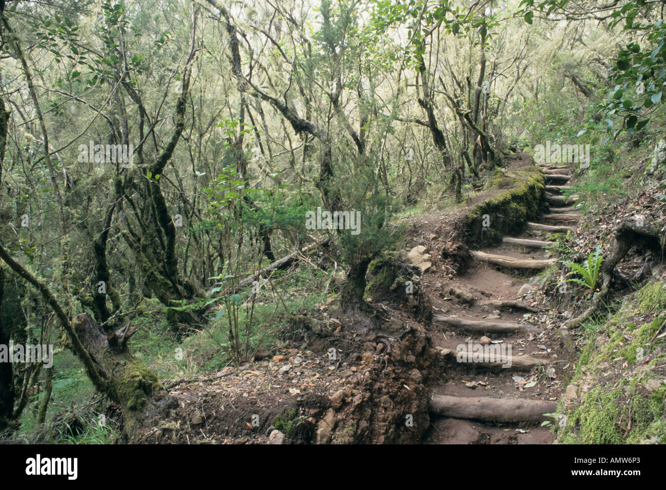 Bosque del Cedro, Garajonay National Park, La Gomera, Spain Stock Photo