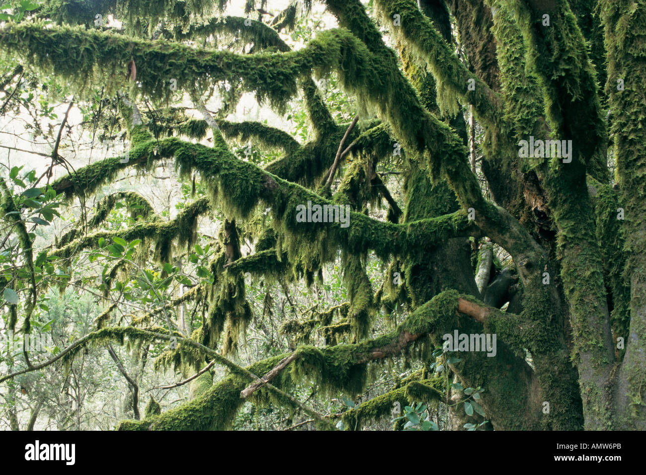 Moss-covered tree, Garajonay National Park, La Gomera, Spain Stock Photo