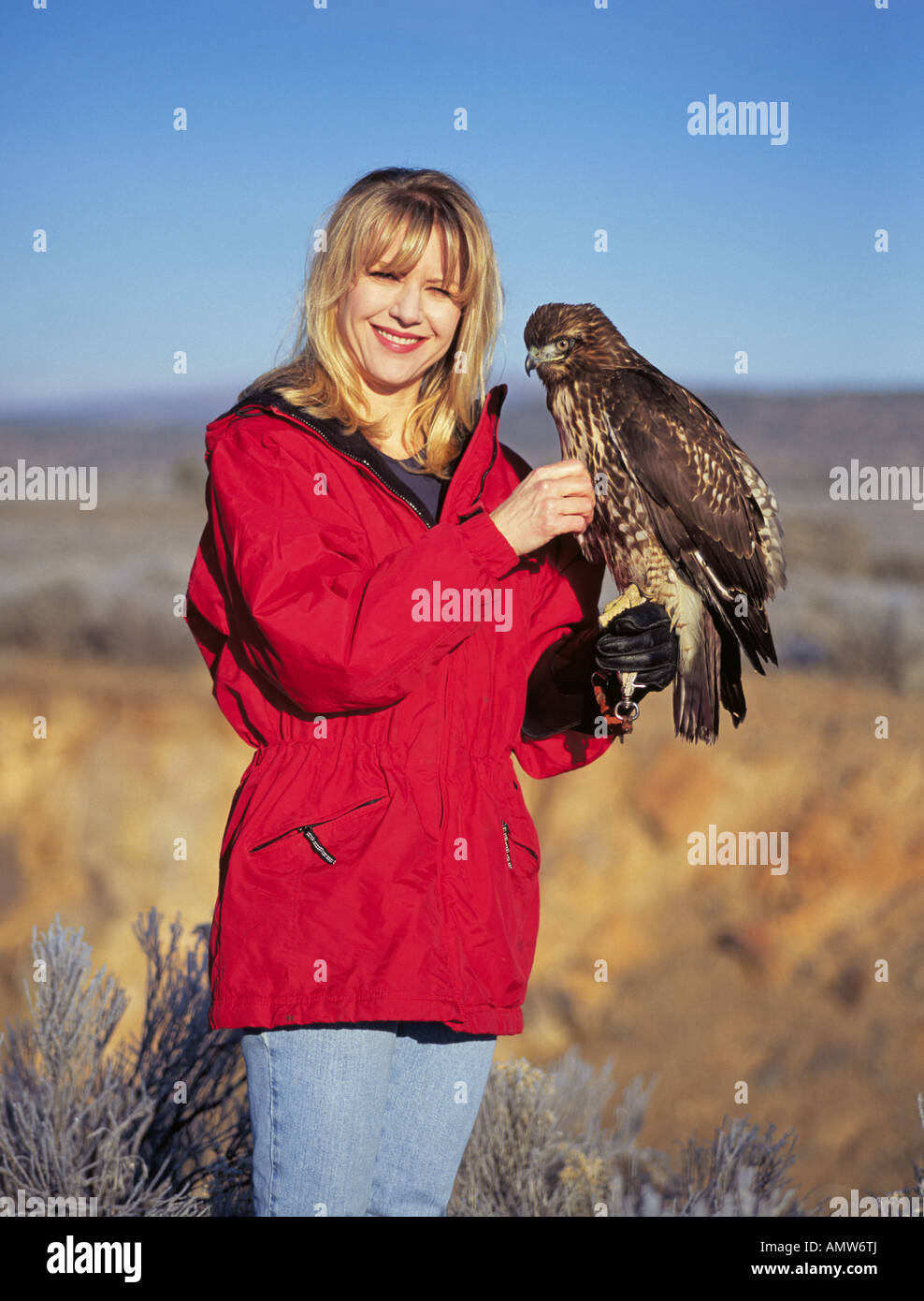A woman falconer with a red tailed hawk taking part in sporting