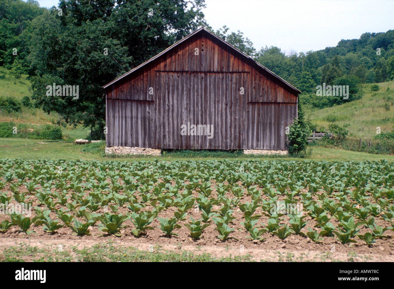Tobacco Farm Stock Photo