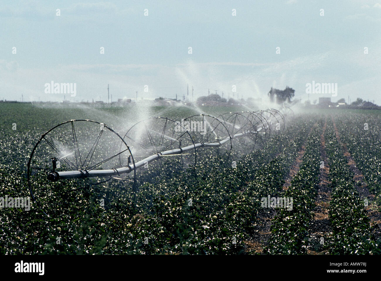 Cotton irrigation hires stock photography and images Alamy