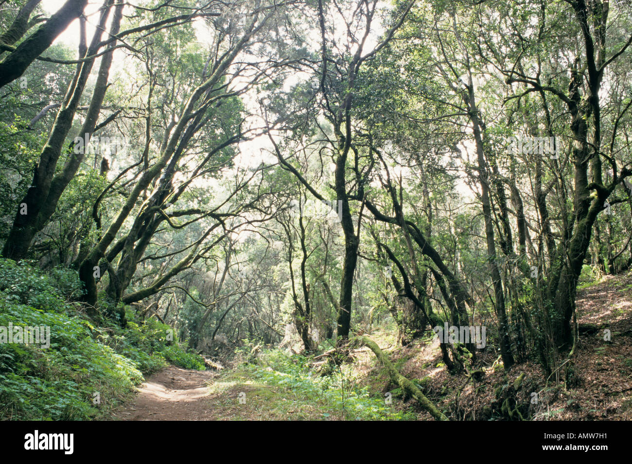Laurel forest, Garajonay National Park, La Gomera, Spain Stock Photo